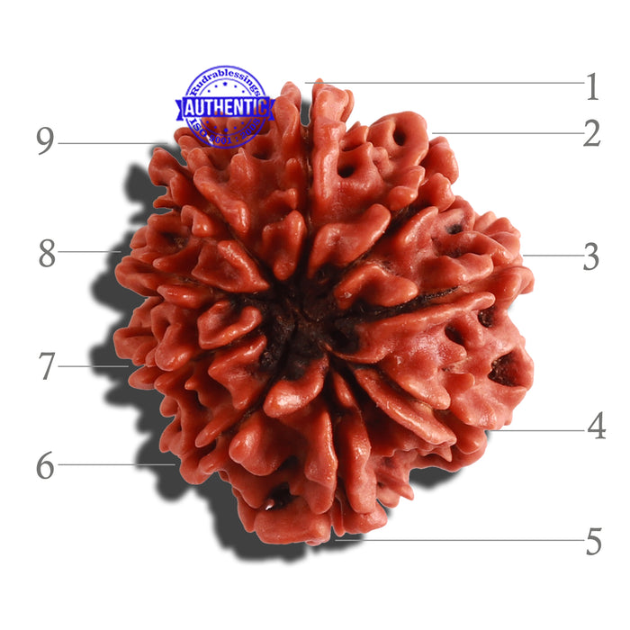9 Mukhi Nepalese Rudraksha - Bead No. 296