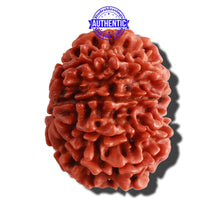 Load image into Gallery viewer, 9 Mukhi Nepalese Rudraksha - Bead No. 296
