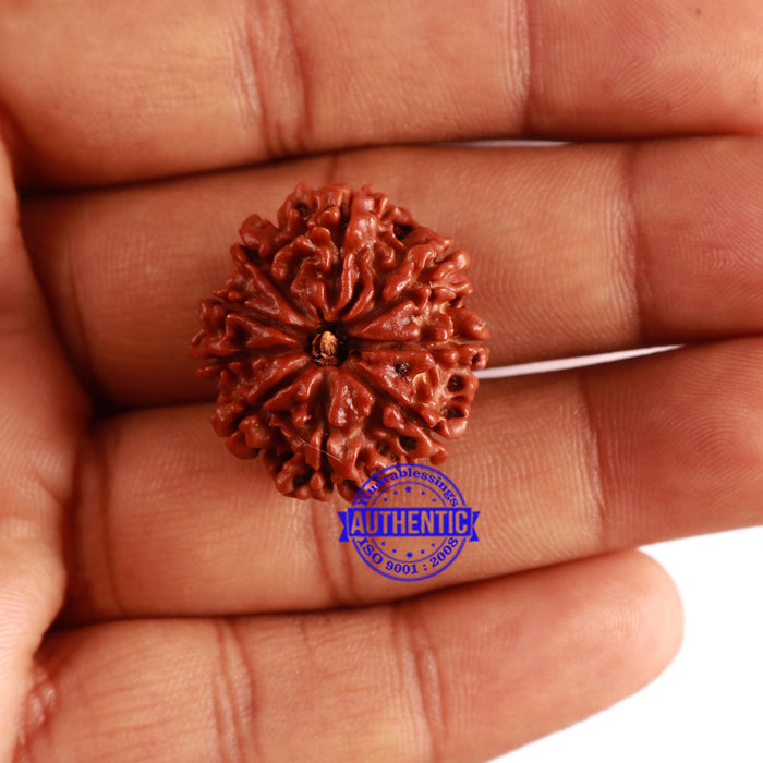 9 Mukhi Nepalese Rudraksha - Bead No. 297