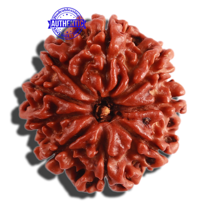9 Mukhi Nepalese Rudraksha - Bead No. 297