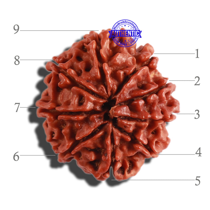9 Mukhi Nepalese Rudraksha - Bead No. 297