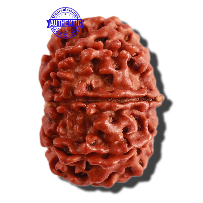 9 Mukhi Nepalese Rudraksha - Bead No. 297