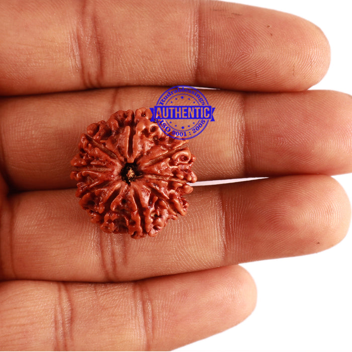 9 Mukhi Nepalese Rudraksha - Bead No. 298