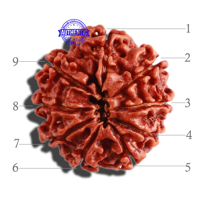 9 Mukhi Nepalese Rudraksha - Bead No. 298
