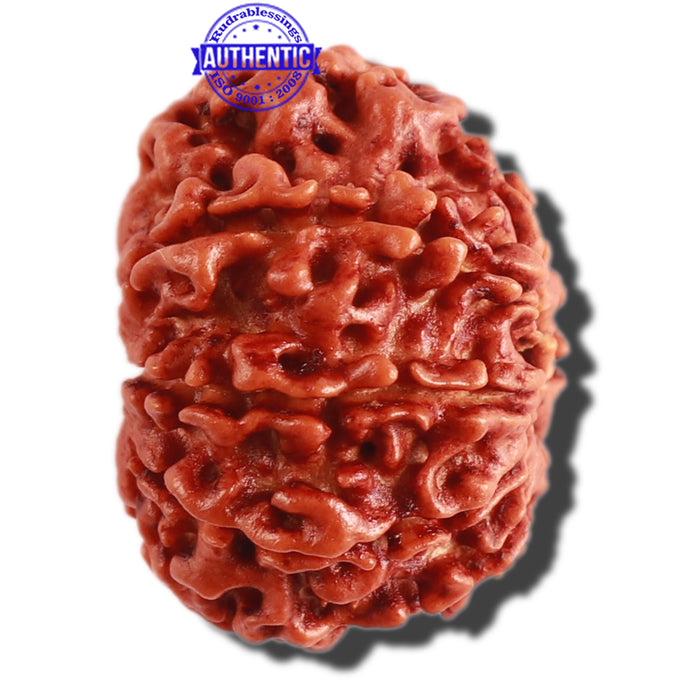 9 Mukhi Nepalese Rudraksha - Bead No. 298