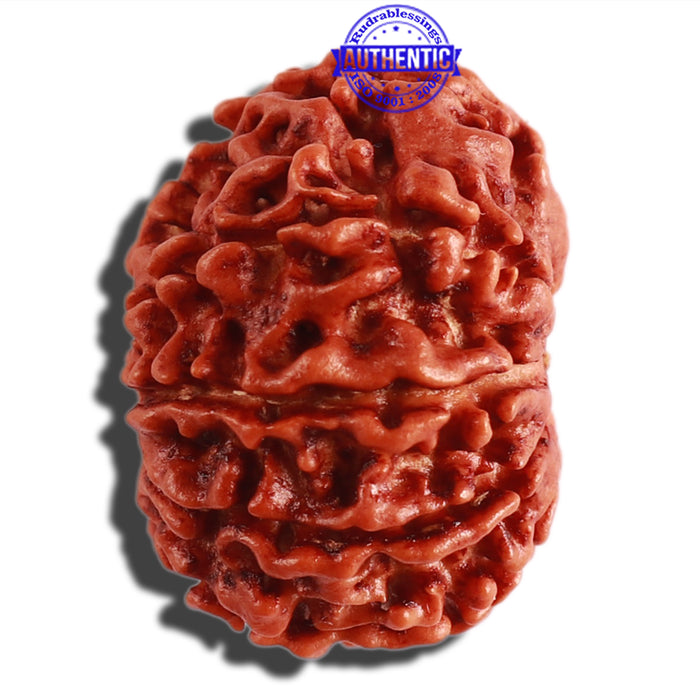 9 Mukhi Nepalese Rudraksha - Bead No. 298