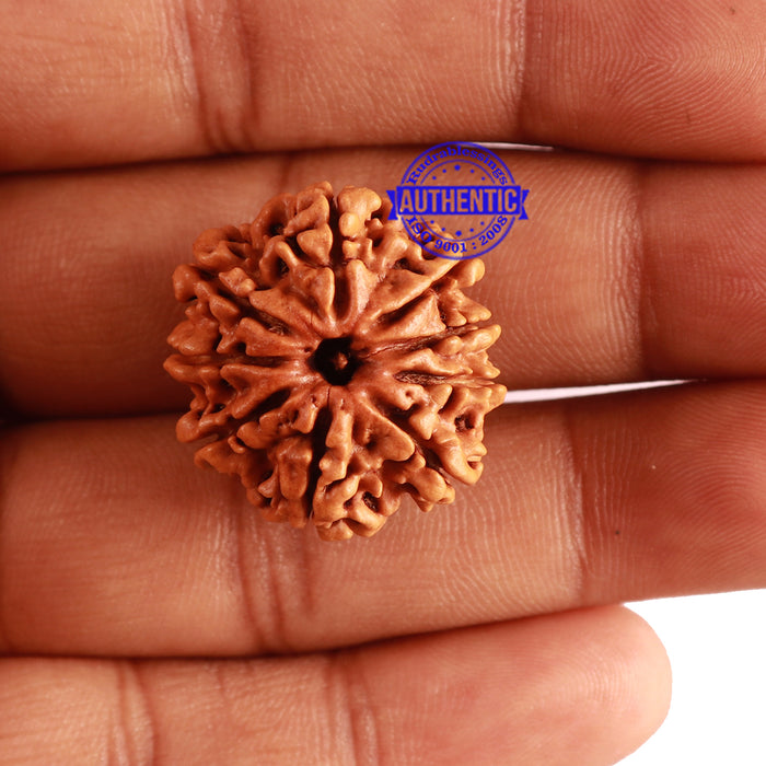 9 Mukhi Nepalese Rudraksha - Bead No. 299