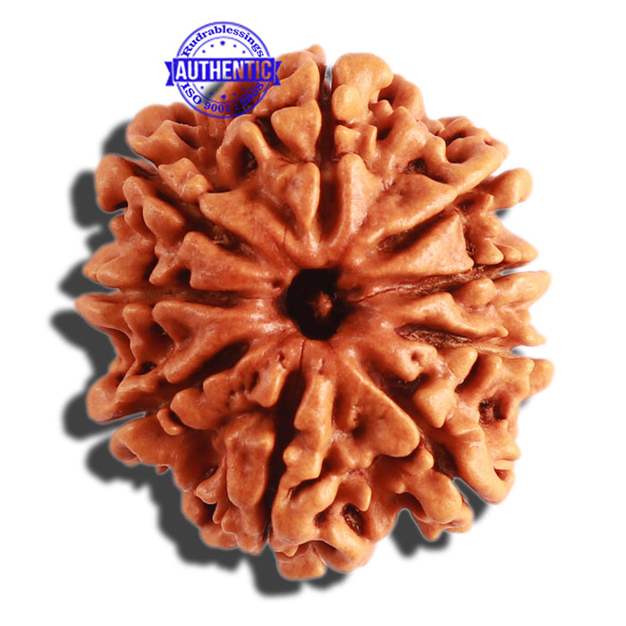 9 Mukhi Nepalese Rudraksha - Bead No. 299