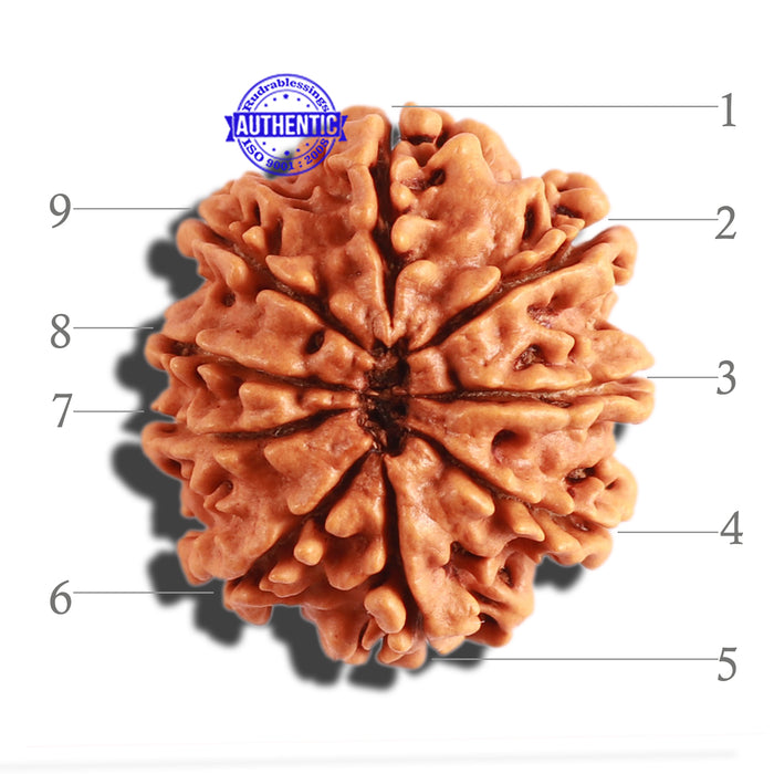 9 Mukhi Nepalese Rudraksha - Bead No. 299