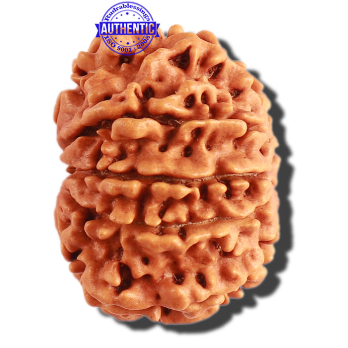 9 Mukhi Nepalese Rudraksha - Bead No. 299