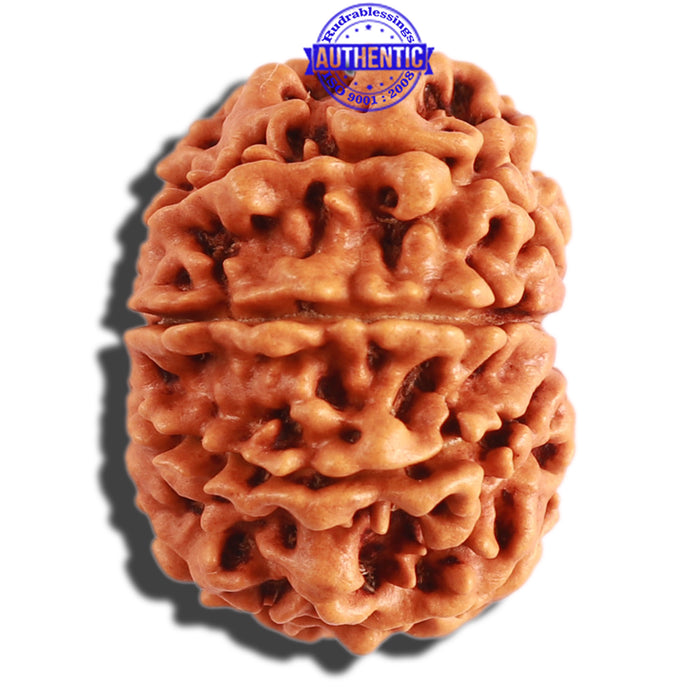 9 Mukhi Nepalese Rudraksha - Bead No. 299