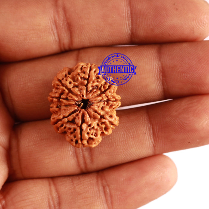9 Mukhi Nepalese Rudraksha - Bead No. 300