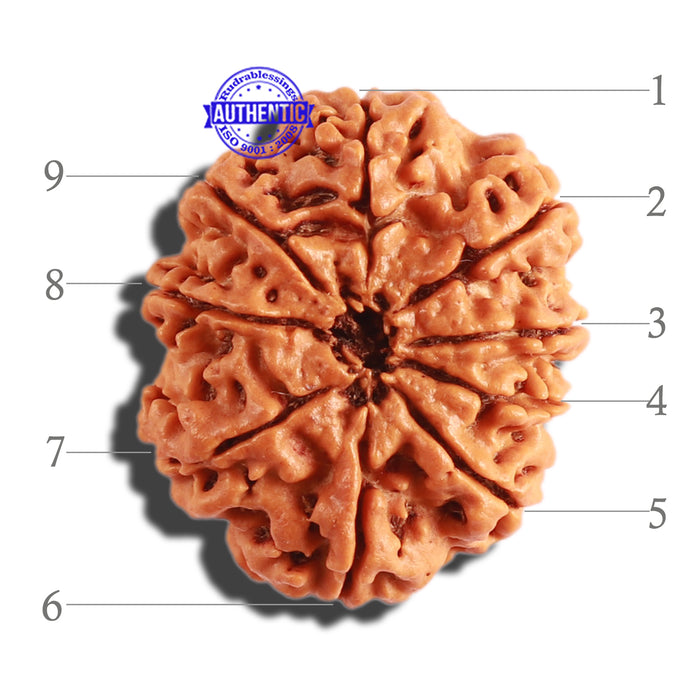 9 Mukhi Nepalese Rudraksha - Bead No. 300