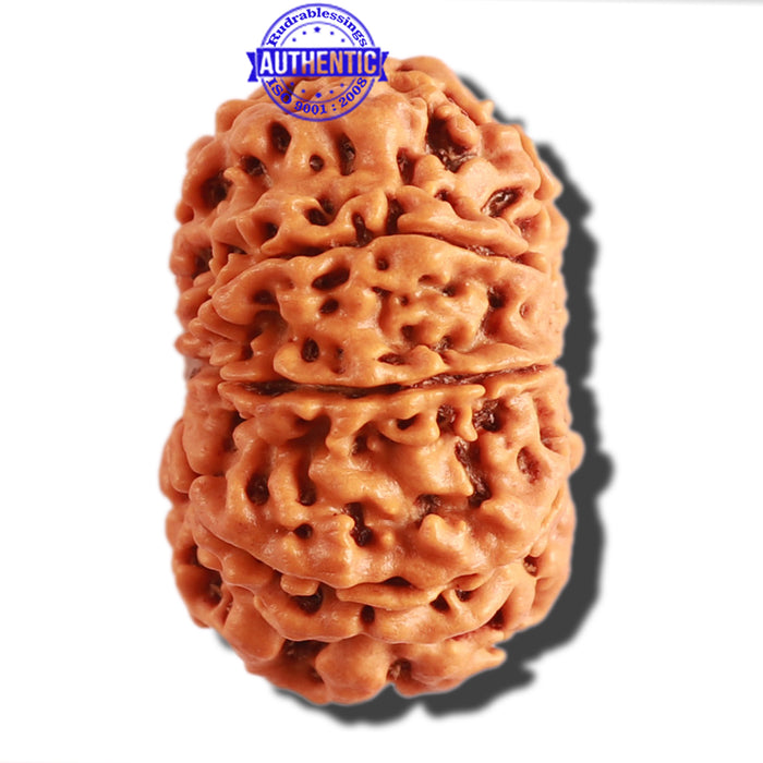 9 Mukhi Nepalese Rudraksha - Bead No. 300