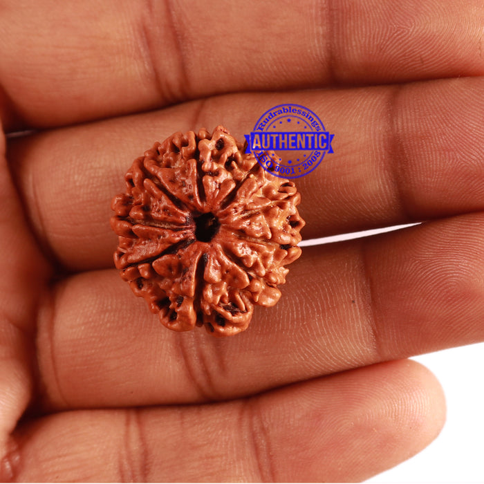 9 Mukhi Nepalese Rudraksha - Bead No. 301