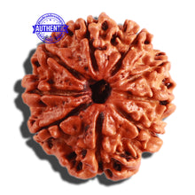 Load image into Gallery viewer, 9 Mukhi Nepalese Rudraksha - Bead No. 301
