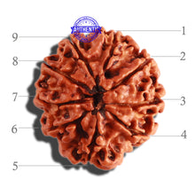 Load image into Gallery viewer, 9 Mukhi Nepalese Rudraksha - Bead No. 301
