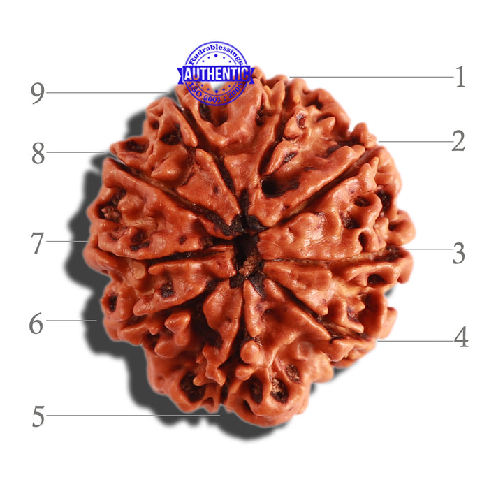 9 Mukhi Nepalese Rudraksha - Bead No. 301