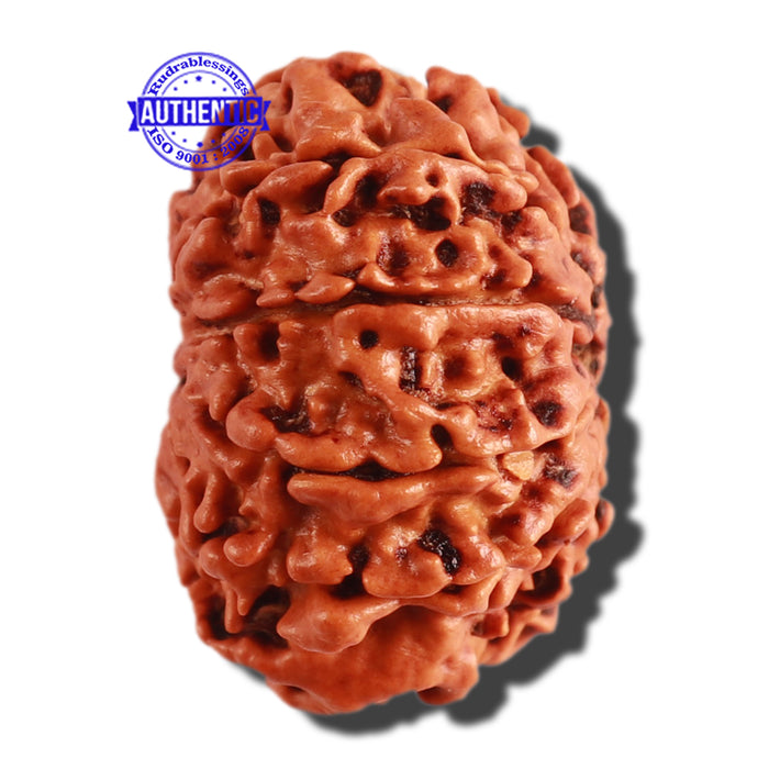 9 Mukhi Nepalese Rudraksha - Bead No. 301