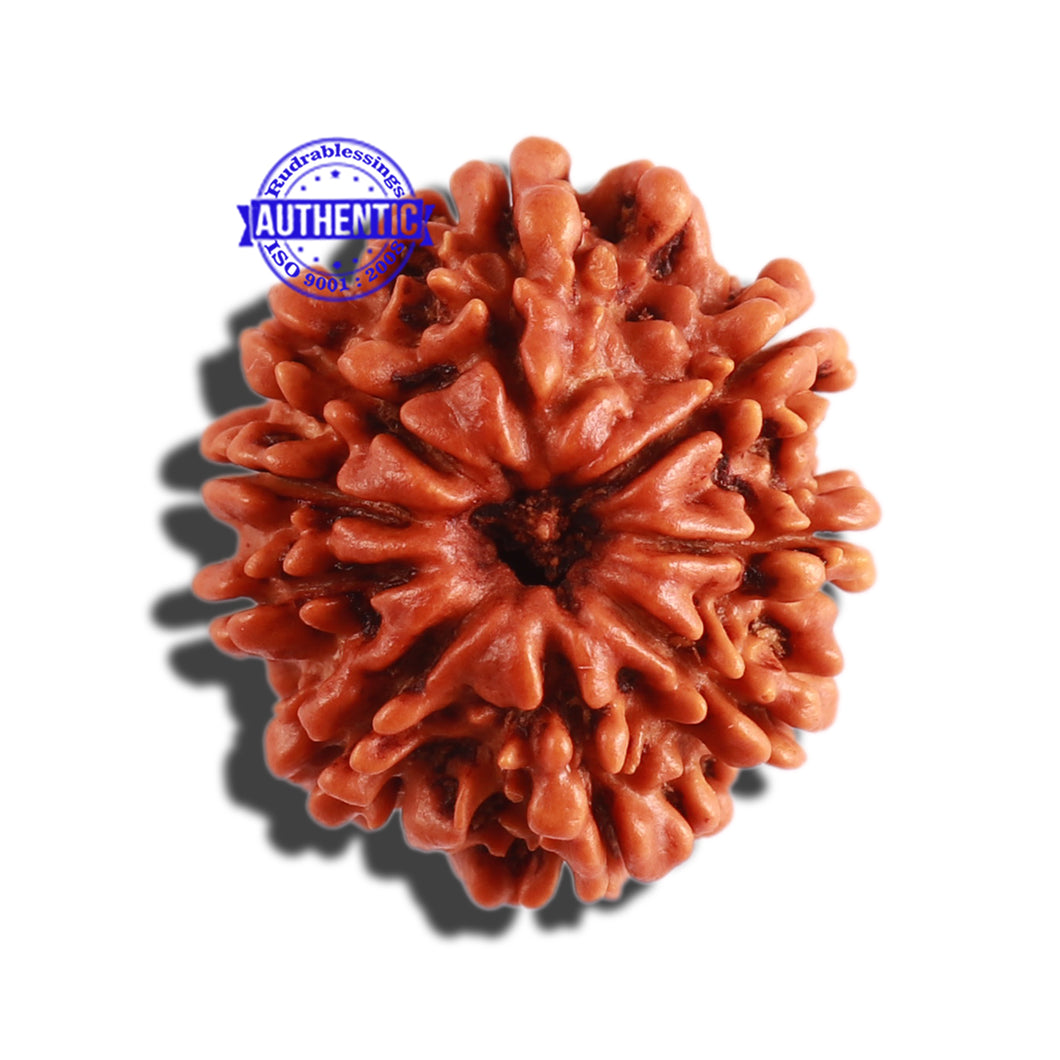9 Mukhi Nepalese Rudraksha - Bead No. 302