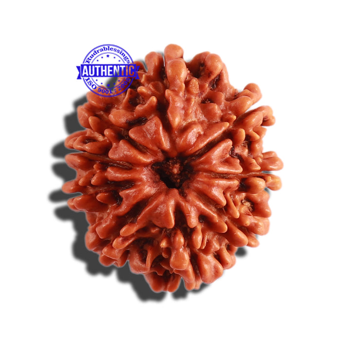 9 Mukhi Nepalese Rudraksha - Bead No. 302