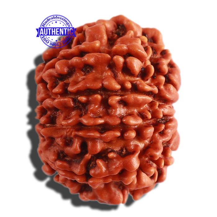9 Mukhi Nepalese Rudraksha - Bead No. 302
