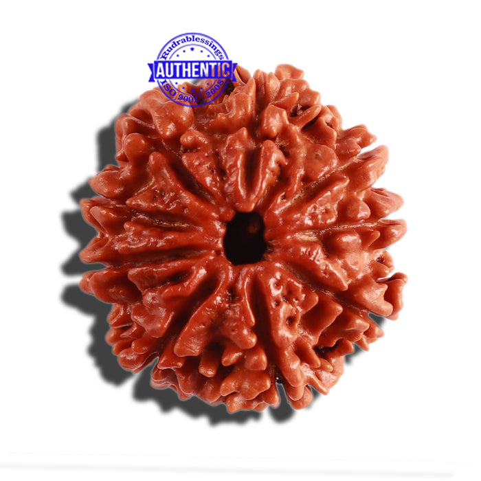 9 Mukhi Nepalese Rudraksha - Bead No. 303