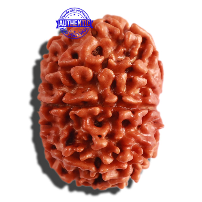 9 Mukhi Nepalese Rudraksha - Bead No. 303