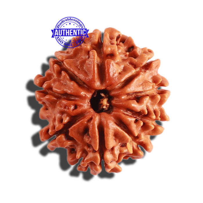 9 Mukhi Nepalese Rudraksha - Bead No. 304