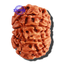 Load image into Gallery viewer, 9 Mukhi Nepalese Rudraksha - Bead No. 304

