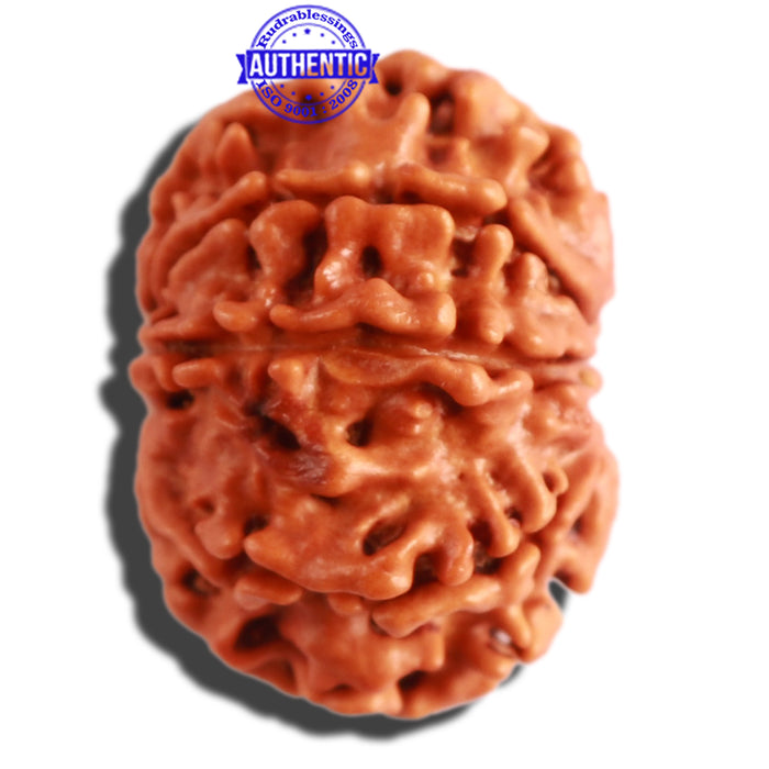 9 Mukhi Nepalese Rudraksha - Bead No. 304