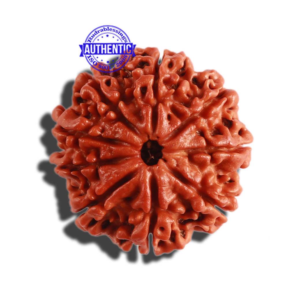 9 Mukhi Nepalese Rudraksha - Bead No. 305