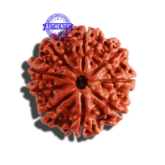 9 Mukhi Nepalese Rudraksha - Bead No. 305