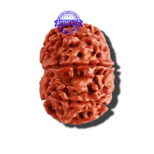Load image into Gallery viewer, 9 Mukhi Nepalese Rudraksha - Bead No. 305
