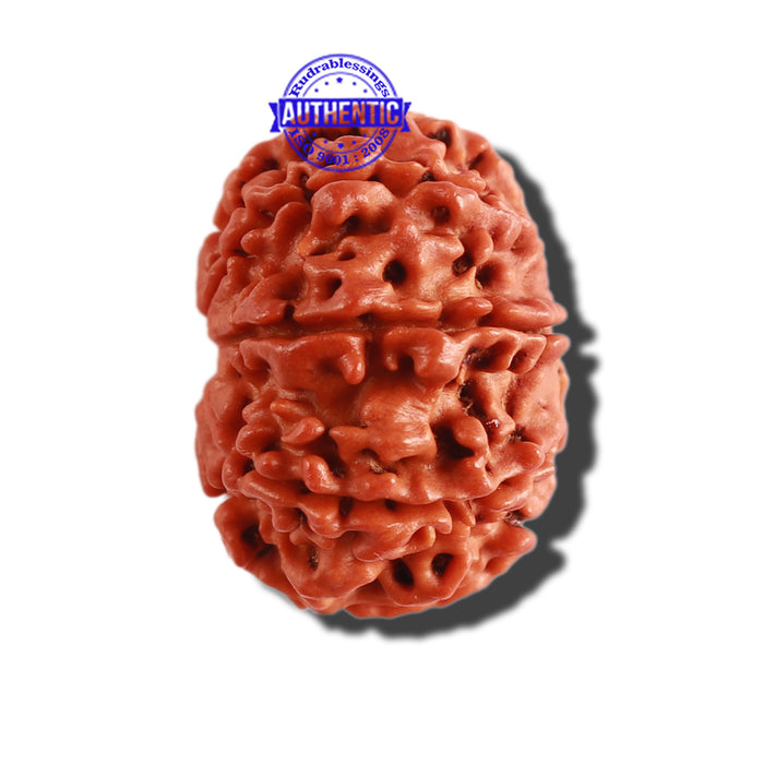 9 Mukhi Nepalese Rudraksha - Bead No. 305