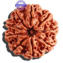 Load image into Gallery viewer, 9 Mukhi Nepalese Rudraksha - Bead No. 306
