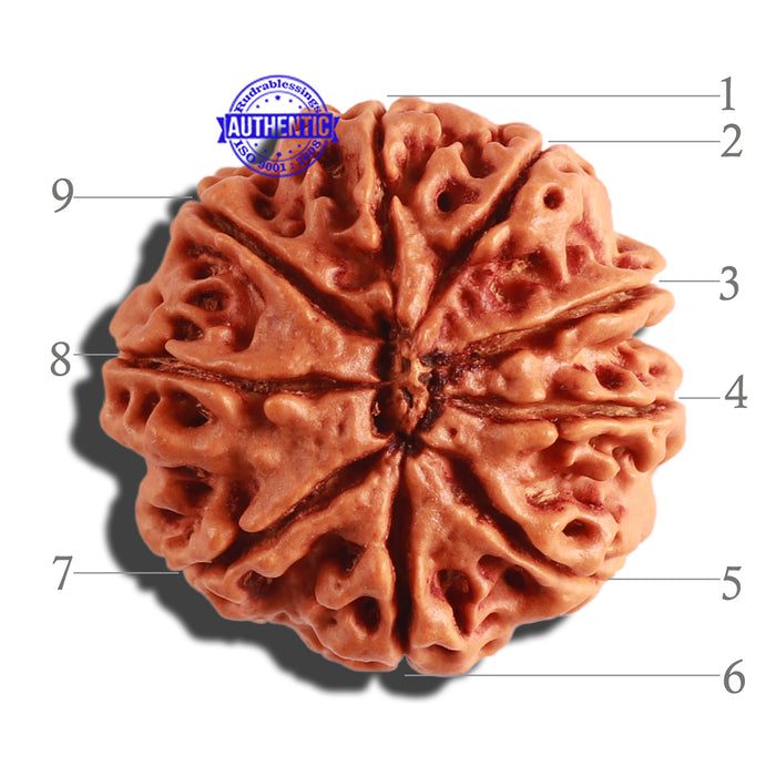 9 Mukhi Nepalese Rudraksha - Bead No. 306