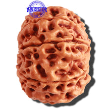 Load image into Gallery viewer, 9 Mukhi Nepalese Rudraksha - Bead No. 306
