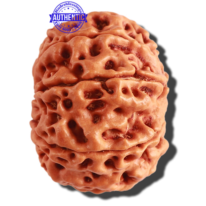 9 Mukhi Nepalese Rudraksha - Bead No. 306
