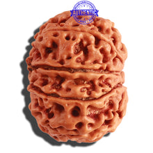 Load image into Gallery viewer, 9 Mukhi Nepalese Rudraksha - Bead No. 306
