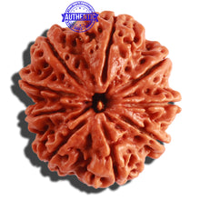 Load image into Gallery viewer, 9 Mukhi Nepalese Rudraksha - Bead No. 307

