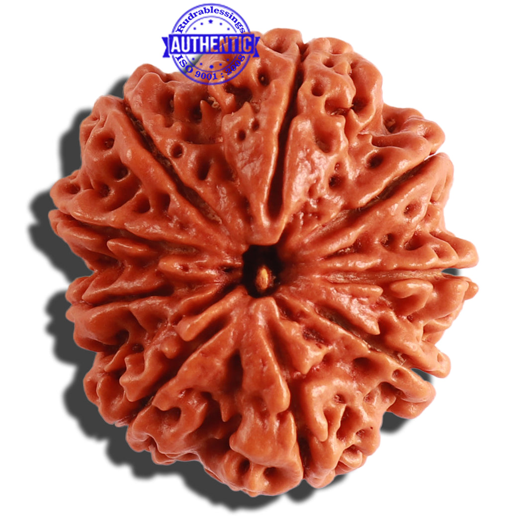9 Mukhi Nepalese Rudraksha - Bead No. 307