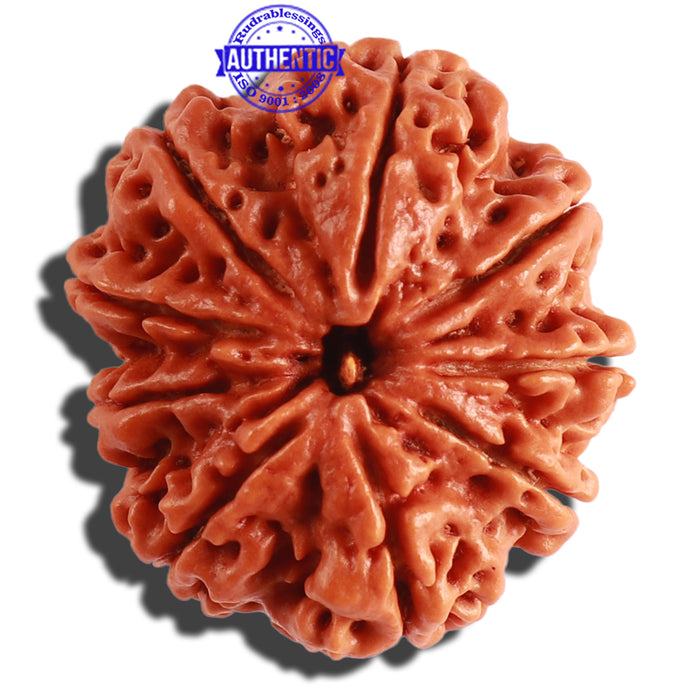 9 Mukhi Nepalese Rudraksha - Bead No. 307