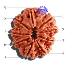 Load image into Gallery viewer, 9 Mukhi Nepalese Rudraksha - Bead No. 307
