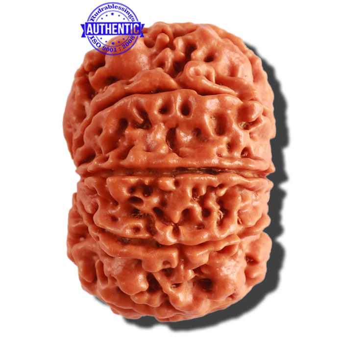 9 Mukhi Nepalese Rudraksha - Bead No. 307