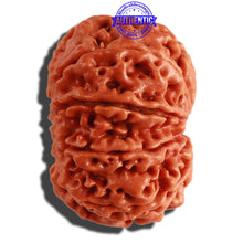 Load image into Gallery viewer, 9 Mukhi Nepalese Rudraksha - Bead No. 307
