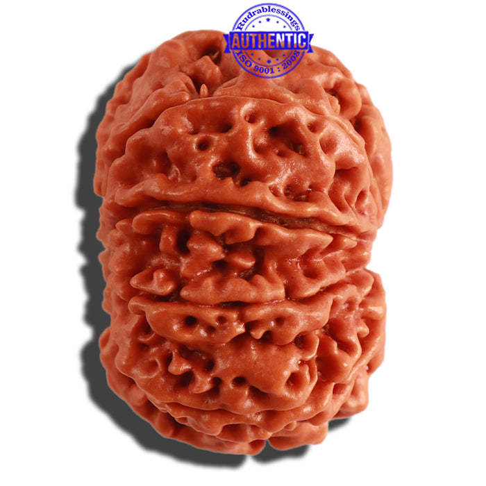 9 Mukhi Nepalese Rudraksha - Bead No. 307