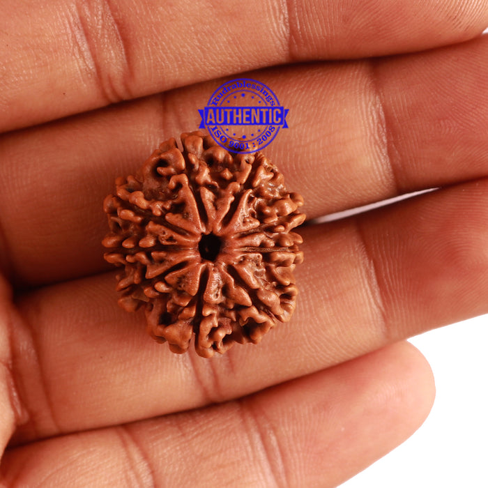 9 Mukhi Nepalese Rudraksha - Bead No. 308