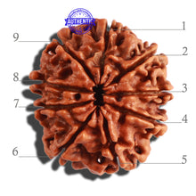 Load image into Gallery viewer, 9 Mukhi Nepalese Rudraksha - Bead No. 308
