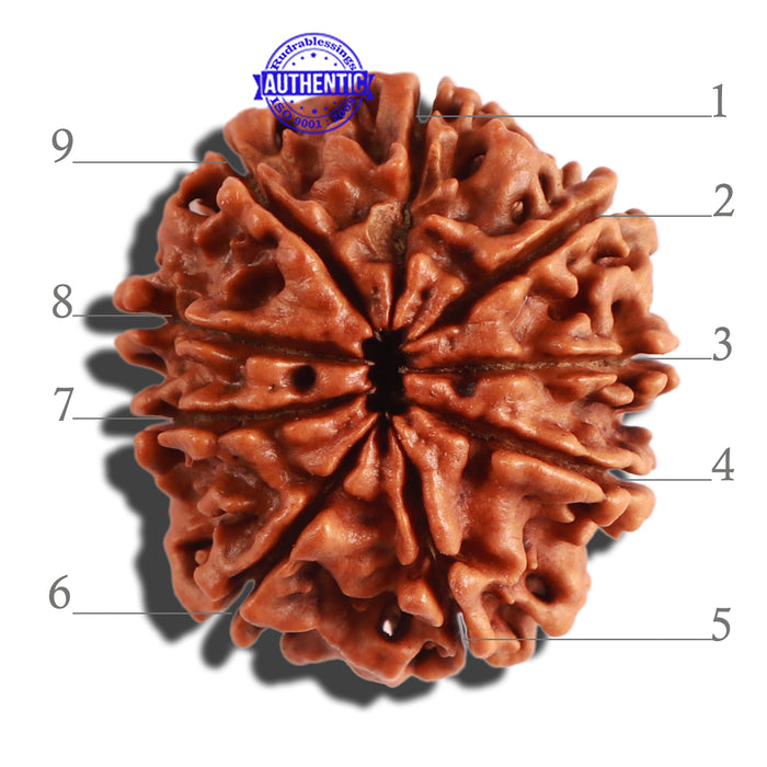 9 Mukhi Nepalese Rudraksha - Bead No. 308